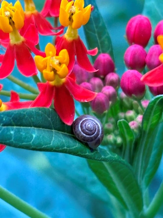 Un pequeño caracol en una hoja