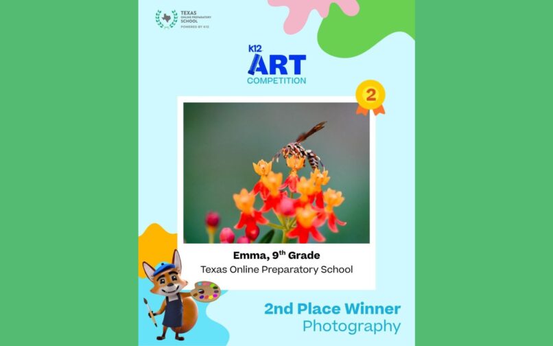 Concurso de arte K12, segunda clasificada en fotografía: primer plano de una abeja sobre flores de vivos colores naranja y amarillo, por Emma, 9.º curso, Texas Online Preparatory School.